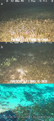 Present-Day Distribution and Potential Spread of the Invasive Green Alga Avrainvillea amadelpha Around the Main Hawaiian Islands